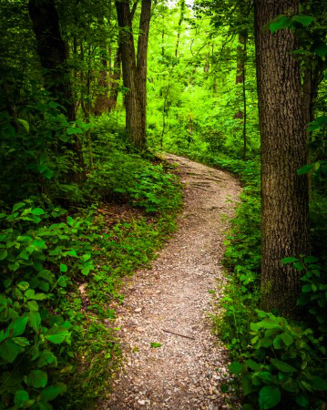 A lush forest has a path running through it.