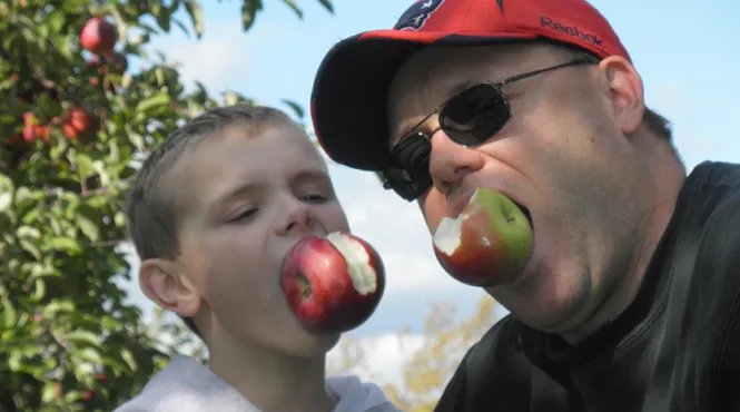 Beside an apple tree, a father and son use their teeth to hold apples in their mouths.