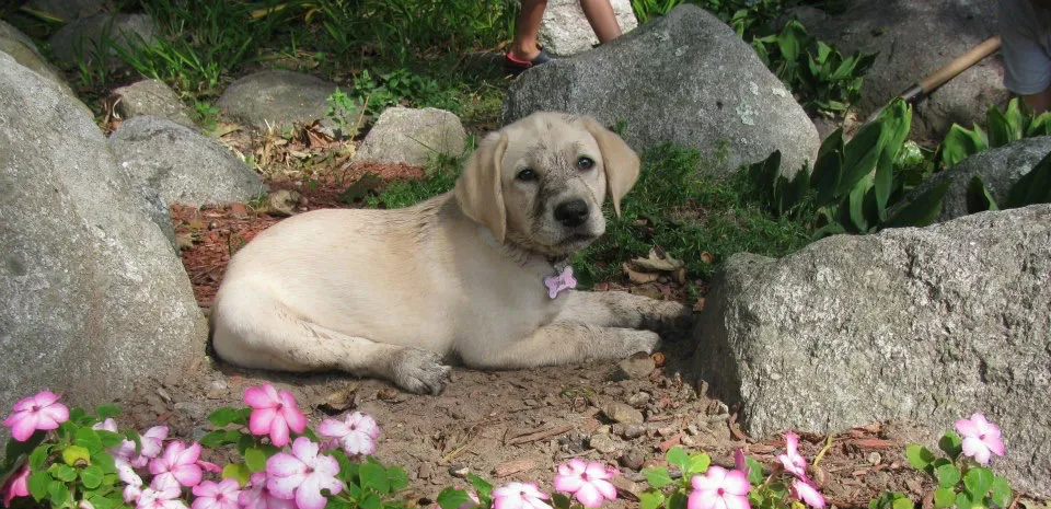 golden retriever puppy in garden near pink flowers and rocks