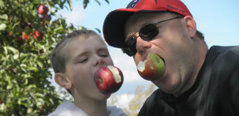 Beside an apple tree, a father and son use their teeth to hold apples in their mouths.