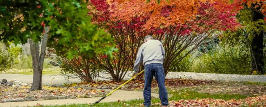 man trying to burn extra calories by raking his yard with a lovely red tree in the background